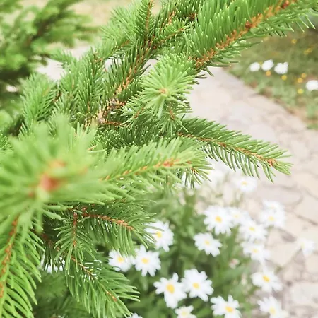приветливо студио с балкон и изглед към снежанка, до писта пампорово-стойките