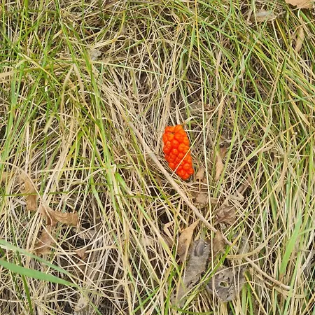 приветливо студио с балкон и изглед към снежанка, до писта пампорово-стойките Апартаменты Stoykite