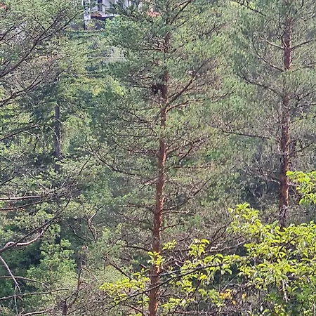 Апартаменты приветливо студио с балкон и изглед към снежанка, до писта пампорово-стойките *