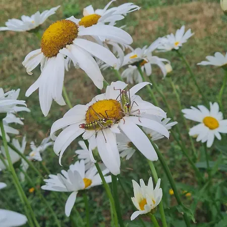 Апартаменты приветливо студио с балкон и изглед към снежанка, до писта пампорово-стойките Stoykite