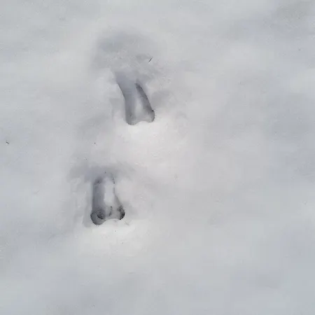 приветливо смарт студио, с изглед към снежанка и писта пампорово-стойките Stoykite